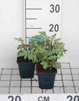 Valeriana officinalis