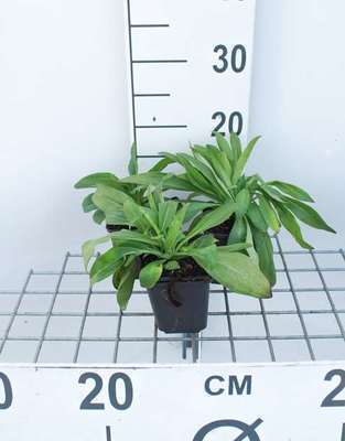 Veronica gentianoides