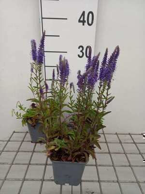 Veronica spic. 'Blauteppich'