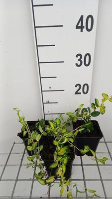 Vinca minor 'Illumination'® (= 'cahill')