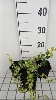 Vinca minor 'Illumination'® (= 'cahill')