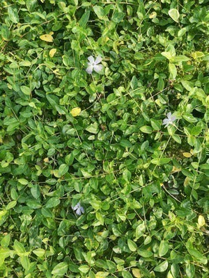 Vinca minor 'Josefine'®
