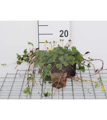 Waldsteinia ternata