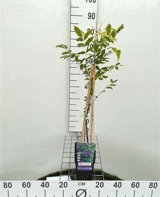 Wisteria fl. 'Violacea Plena' (='black dragon')