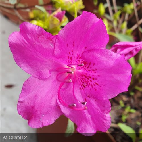 AZALEA japonica 'Blue Danube'