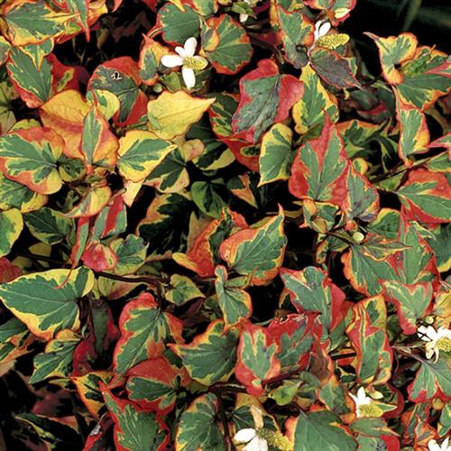 HOUTTUNYA cordata Chameleon