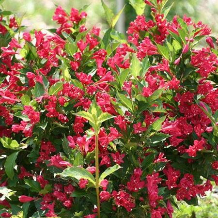 Weigela x 'Red Prince'