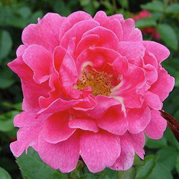 Rosa grimpant Gite de France