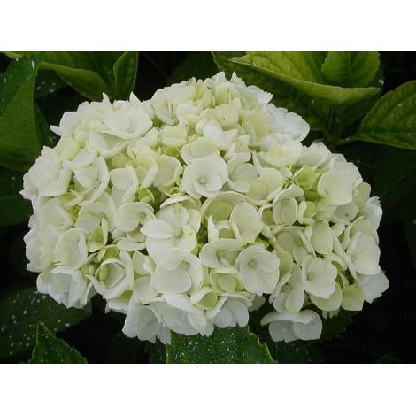 HYDRANGEA macrophylla Mme emile mouillère