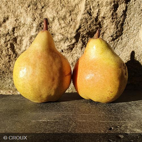 POIRIER - PYRUS communis 'William's Bon chrétien'