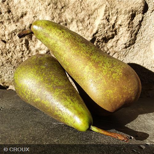 POIRIER - PYRUS communis 'Conférence'