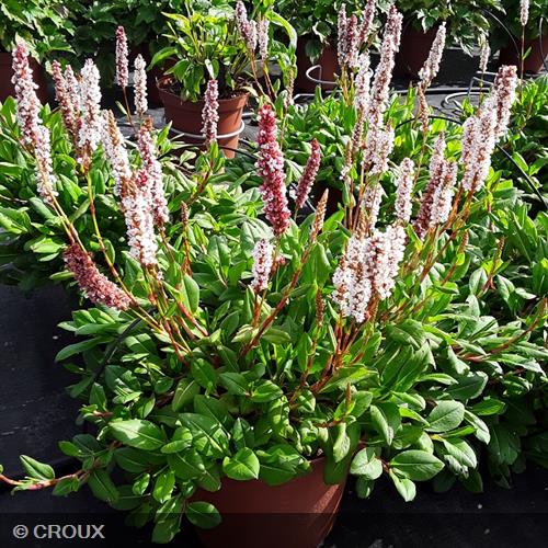 PERSICARIA affinis 'Darjeeling Red'
