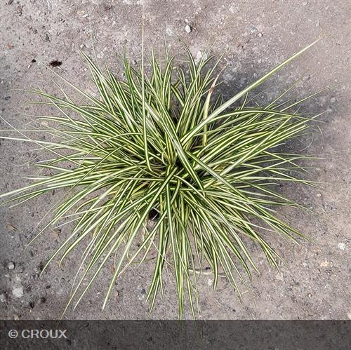 CAREX oshimensis 'Evergold'