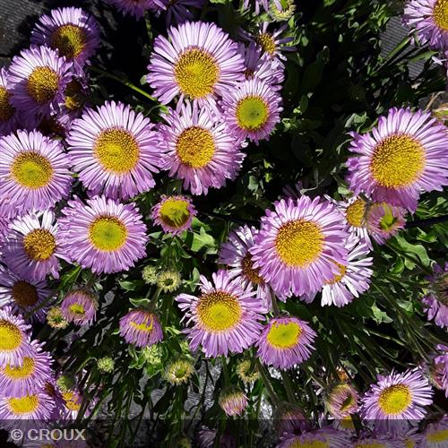 ERIGERON glaucus 'Sea Breeze'