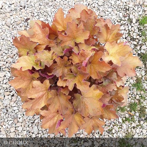 HEUCHERA 'Caramel®'