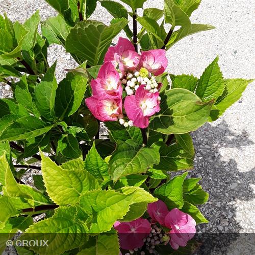 HYDRANGEA macrophylla 'Zorro Rose®'