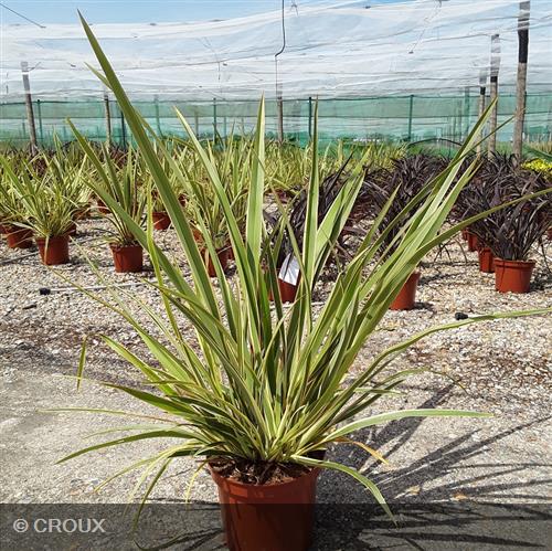 PHORMIUM tenax 'Duet'