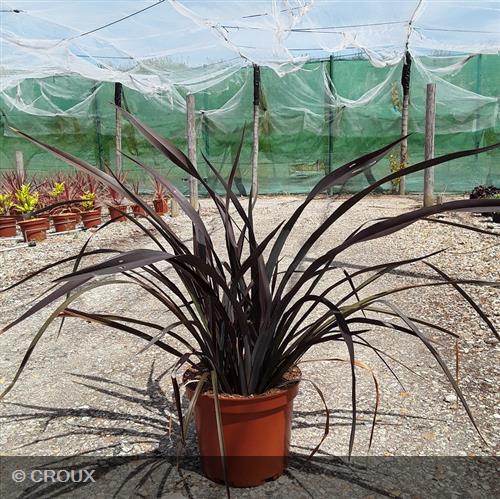 PHORMIUM tenax 'Platt’s Black'