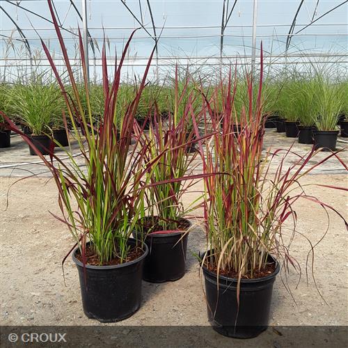 IMPERATA cylindrica 'Red Baron'