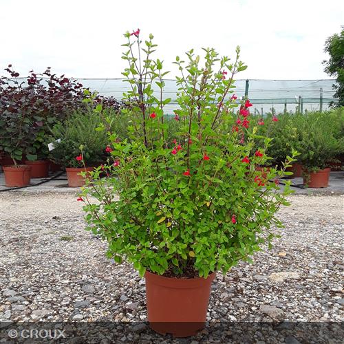 SALVIA microphylla 'Grahamii Rouge'