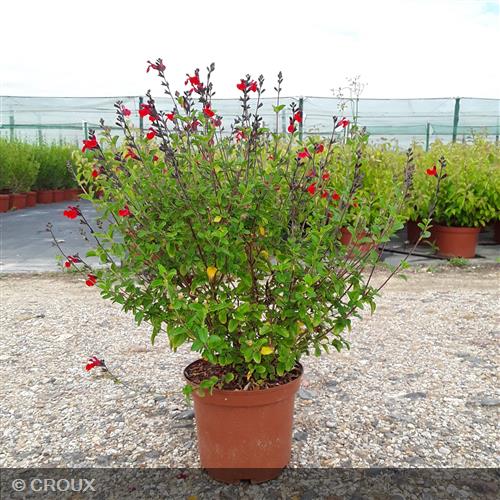 SALVIA microphylla 'Royal Bumble'