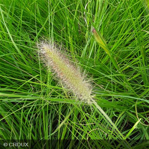 PENNISETUM alopercuroides 'Compressum'
