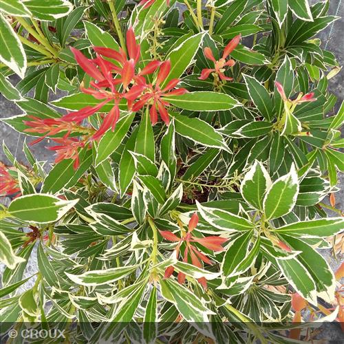 PIERIS japonica 'Flaming Silver'