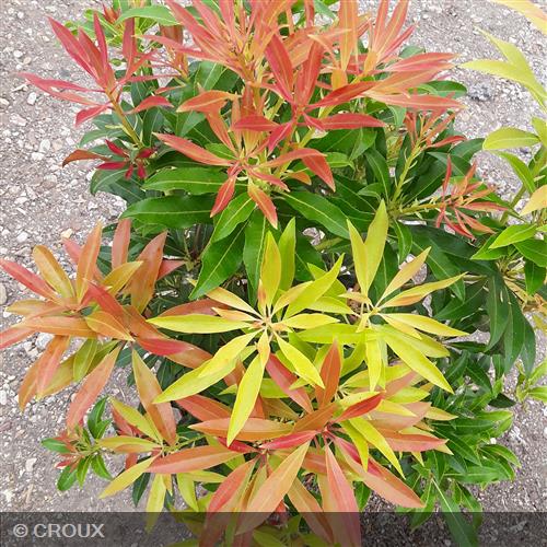PIERIS japonica 'Forest Flame'
