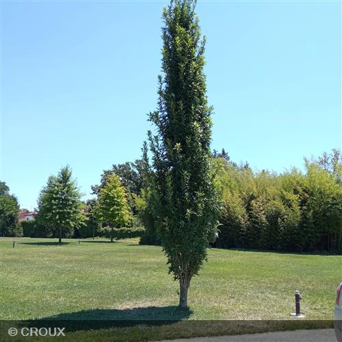 QUERCUS palustris 'Green Pillar'