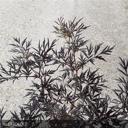 SAMBUCUS nigra 'Black Lace' ® eva
