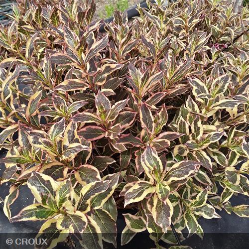 WEIGELA x florida 'All Summer Monet'