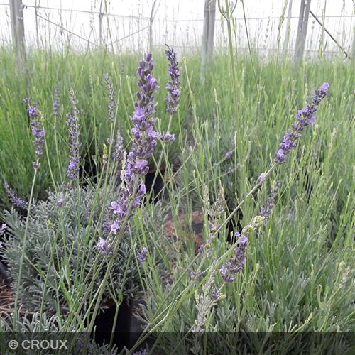 LAVANDULA x intermedia 'Dutch'