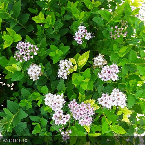SPIRAEA japonica 'Little Princess'