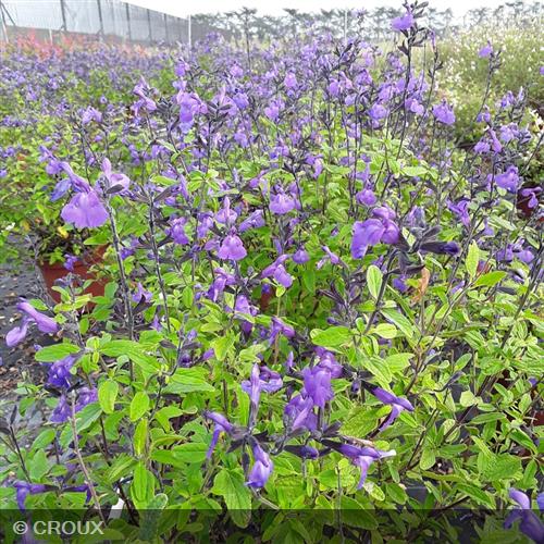 SALVIA microphylla So cool® pale blue