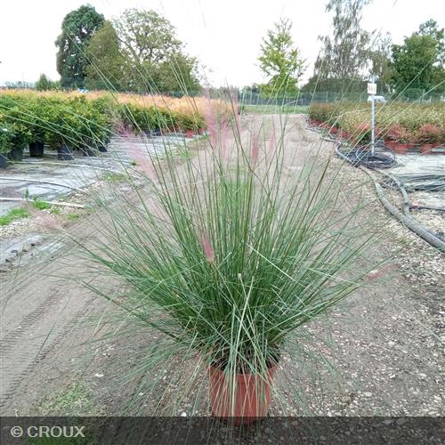 MUHLENBERGIA capillaris