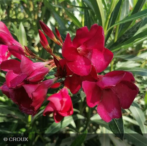 NERIUM oleander Rouge