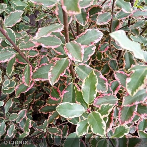 PITTOSPORUM tenuifolium 'Elisabeth'