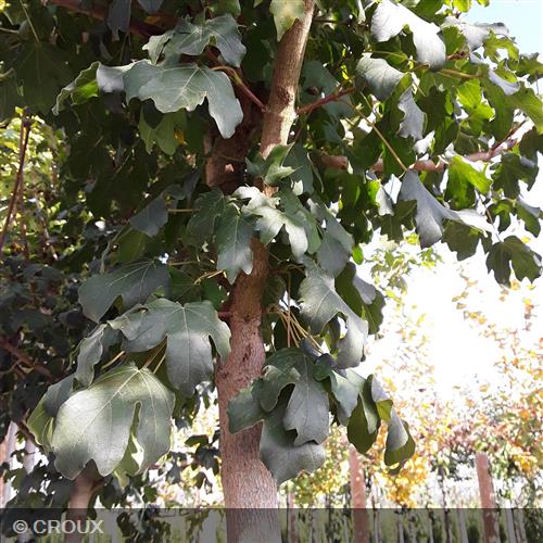 ACER campestre 'Queen Elisabeth'