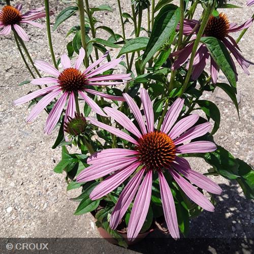 ECHINACEA purpurea