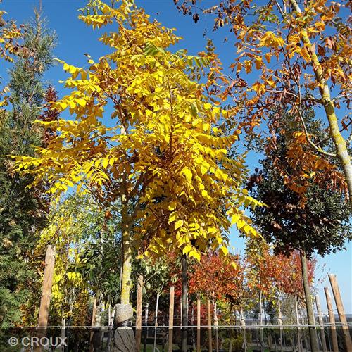 KOELREUTERIA paniculata