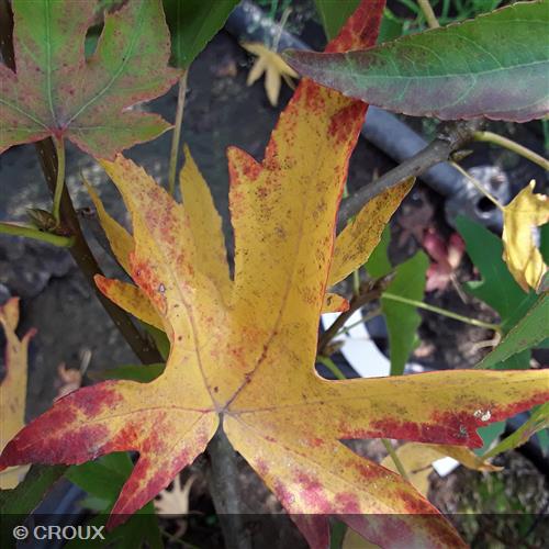 LIQUIDAMBAR styraciflua 'Worplesdon'