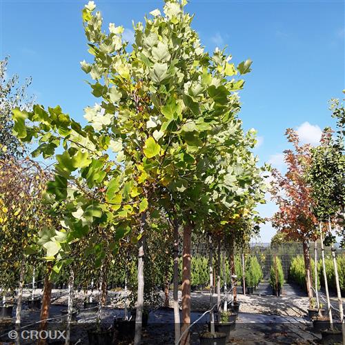 LIRIODENDRON tulipifera