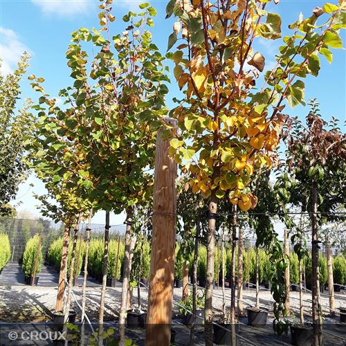 TILIA cordata 'Winter Orange'