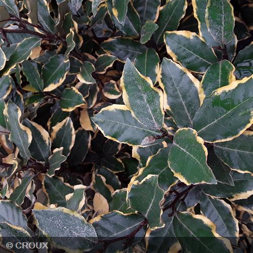 ELAEAGNUS x ebbingei 'Viveleg®'