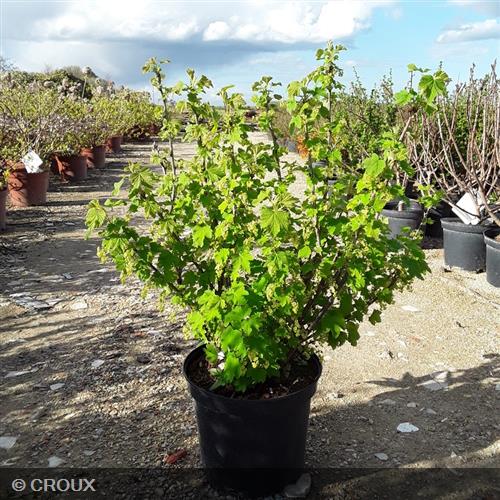 RIBES rubrum 'Versaillaise Blanche'