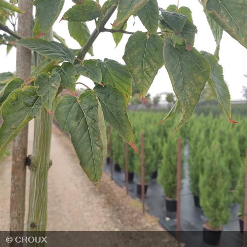 ACER davidii 'Viper®'