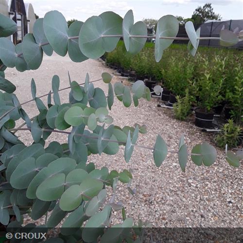 EUCALYPTUS pulverulenta 'Baby Blue'