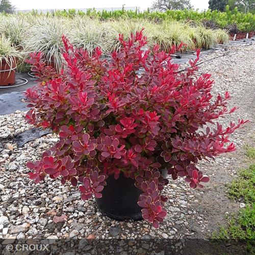 BERBERIS thunbergii 'Ruby Star®'