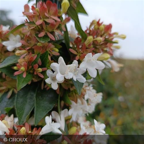 ABELIA x grandiflora