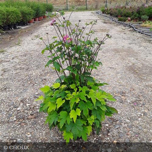 ANEMONE hupehensis 'Pamina'
